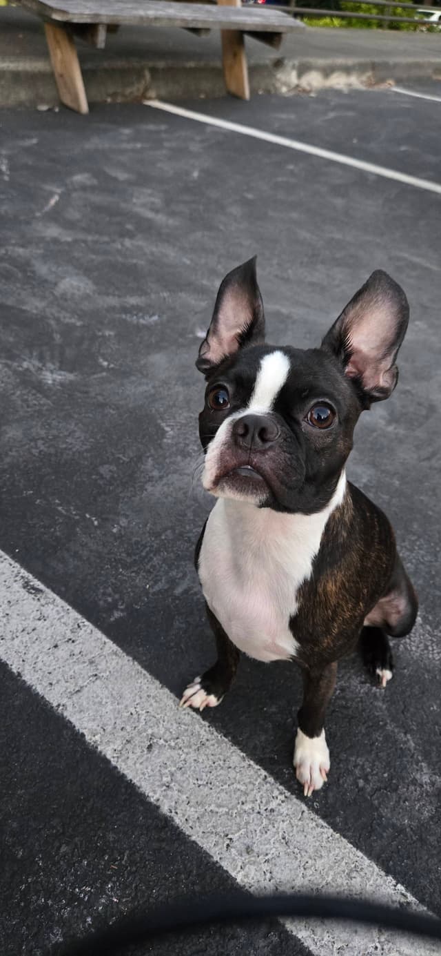 Bruce the French Bulldog — BruceNode mascot